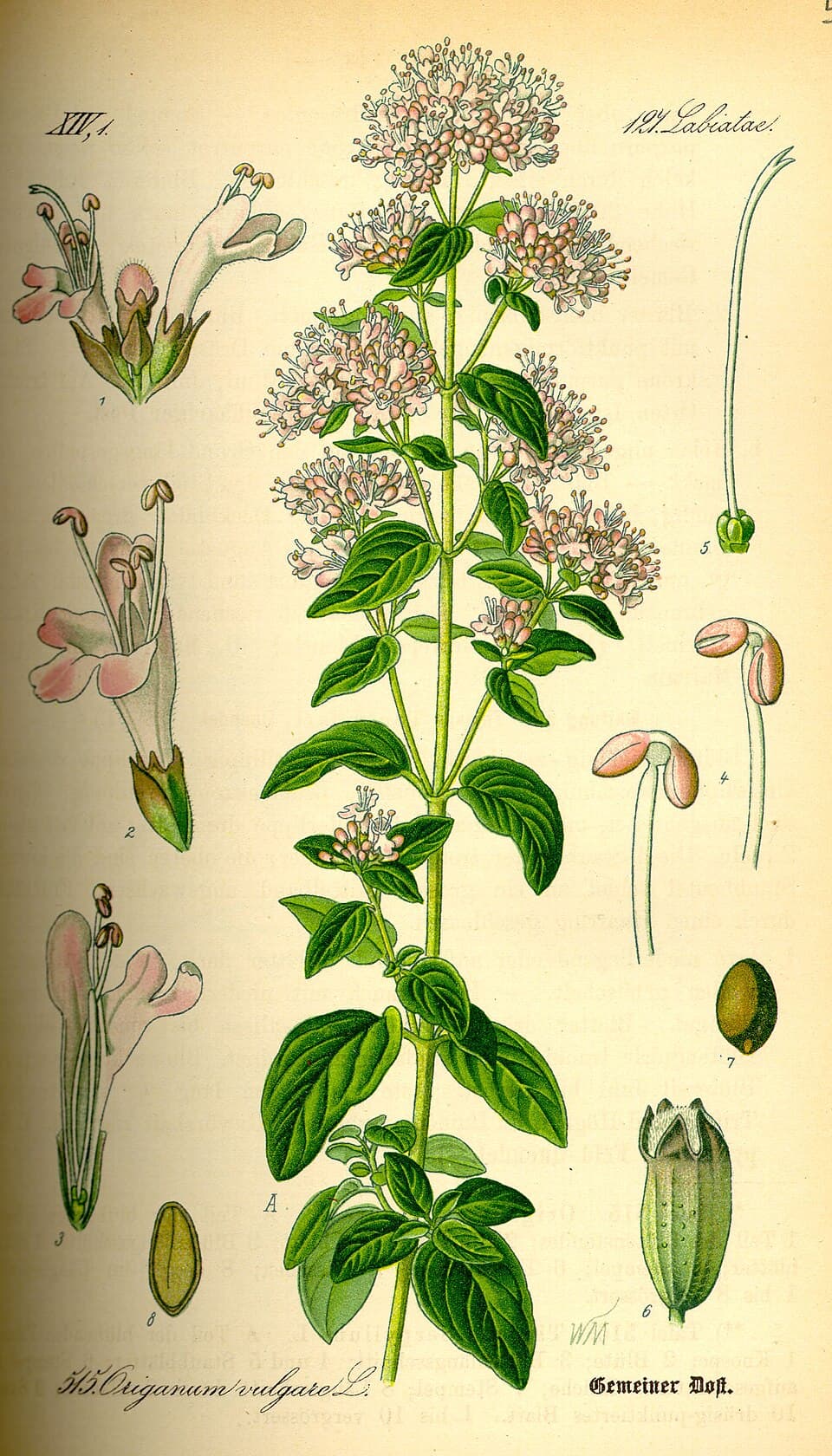 Illustration botanique de l'origan
