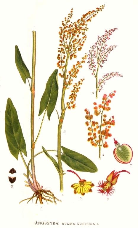 Illustration botanique de l'oseille