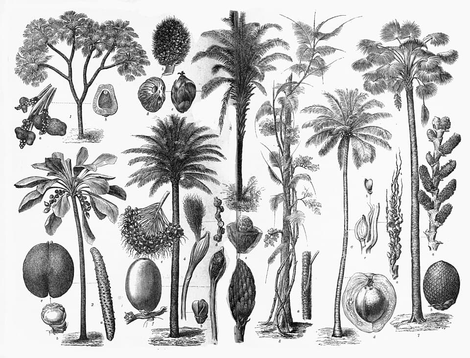 Illustration de Palmier
