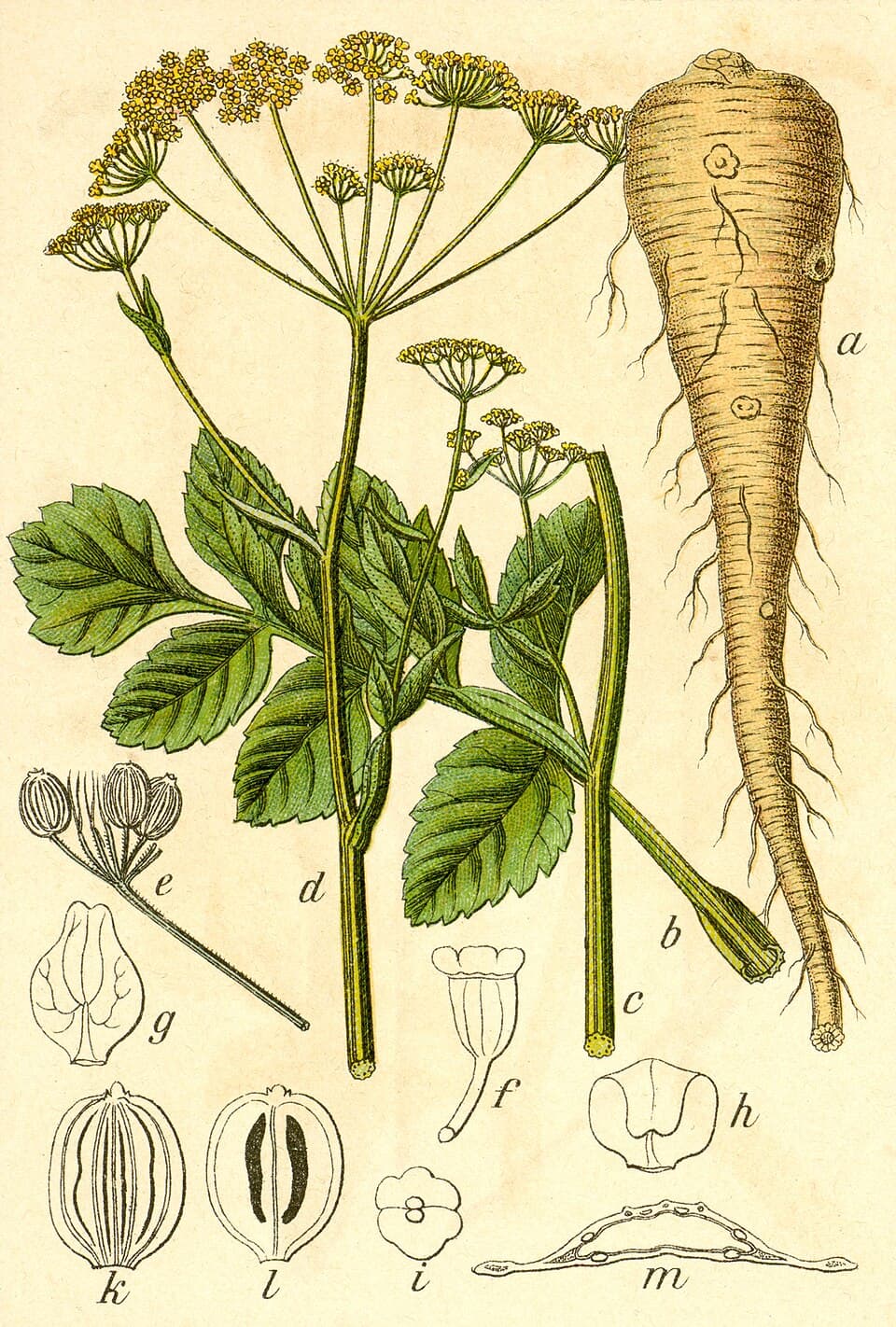 Illustration botanique de le panais