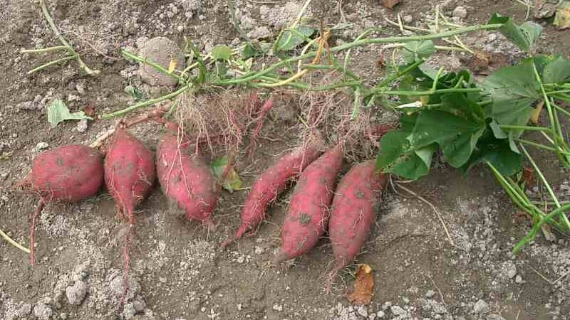 Illustration de Patate douce