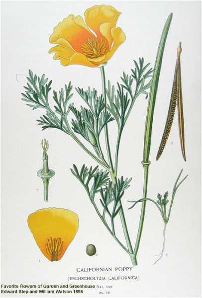 Illustration botanique de le pavot de californie