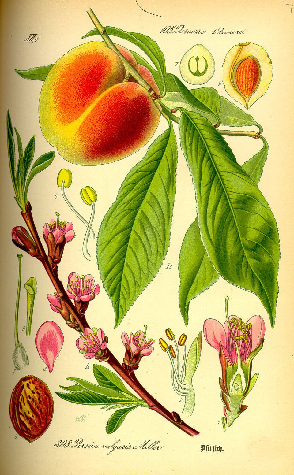 Illustration de Pêcher de vigne