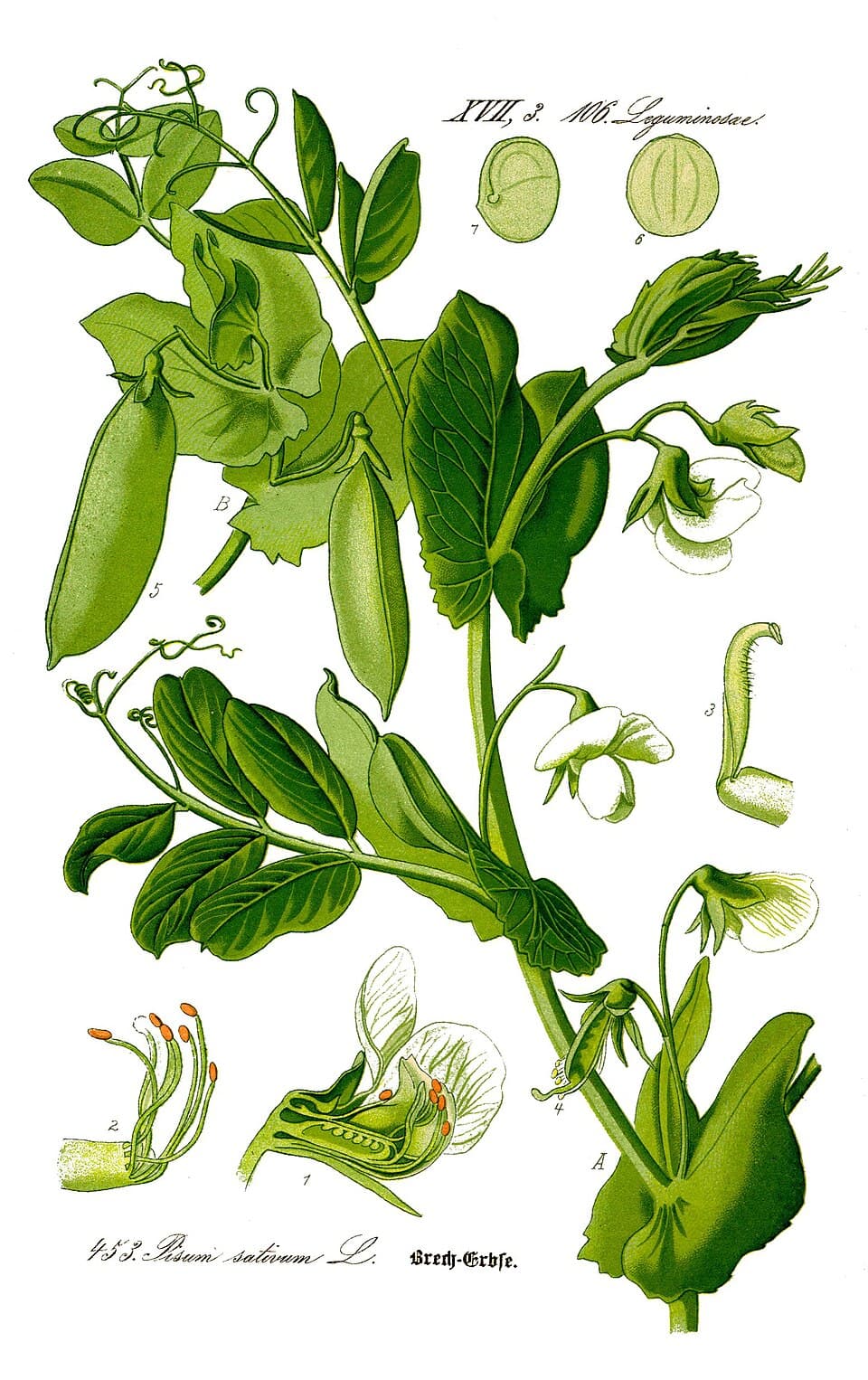 Illustration de Petit pois