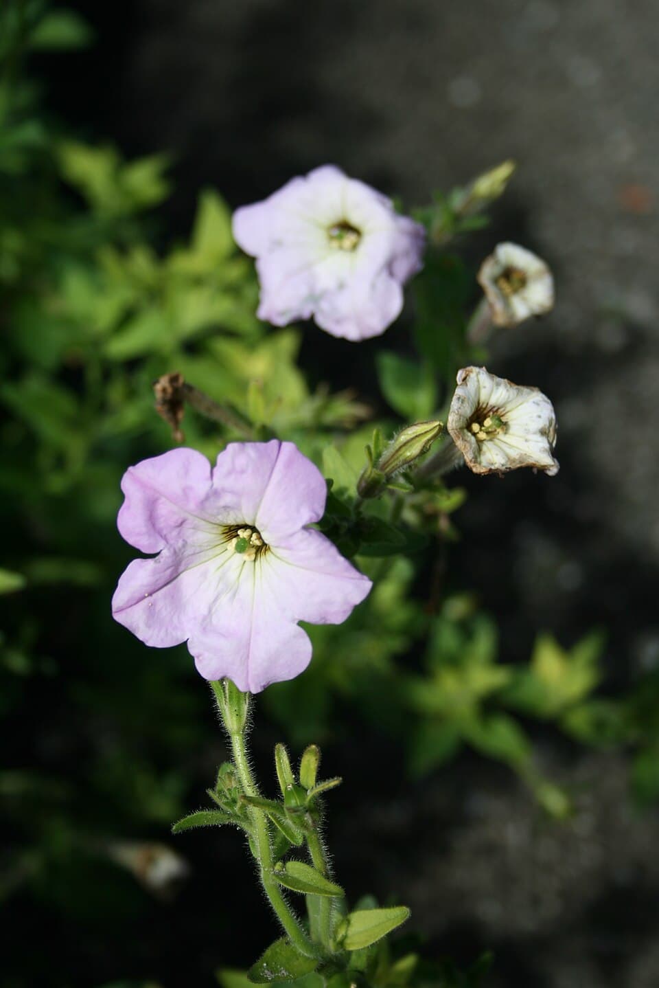 Illustration botanique de le pétunia