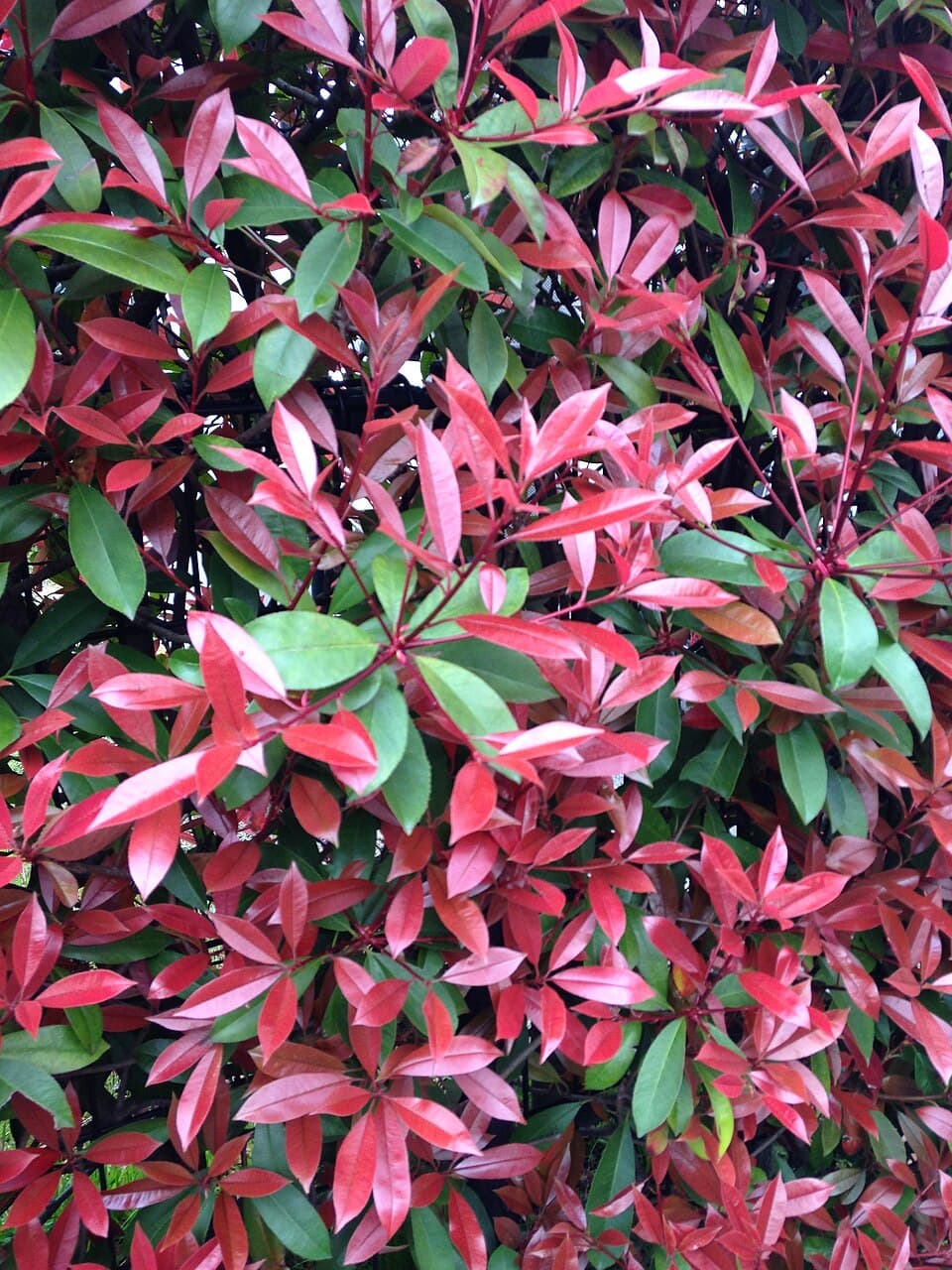 Illustration de Photinia (haie)
