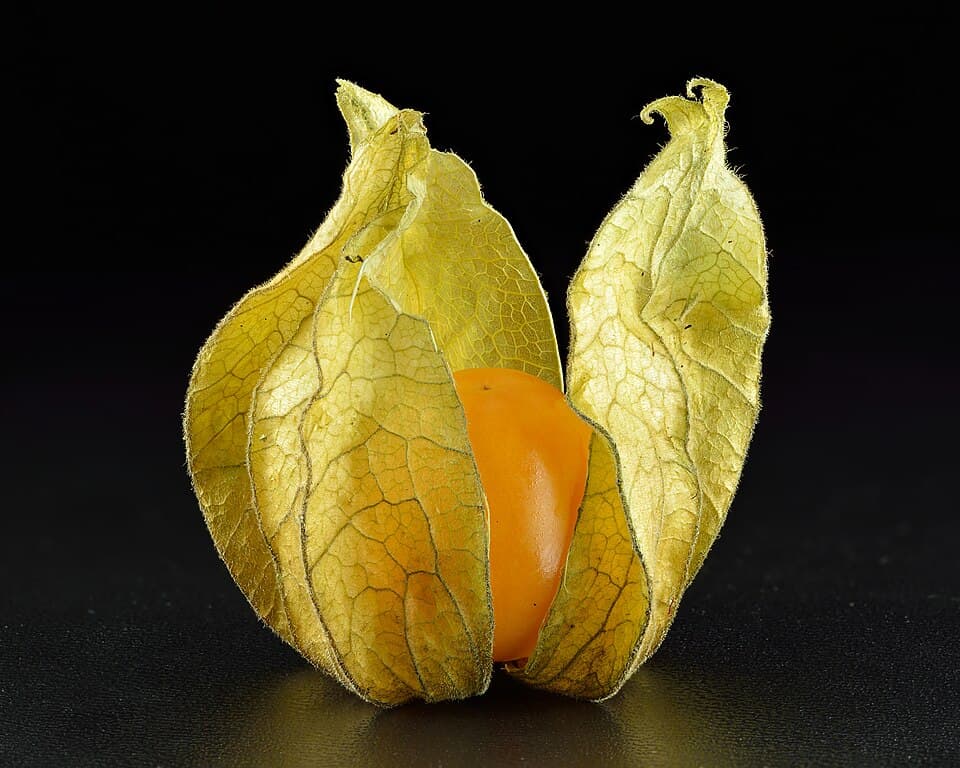 Illustration de Physalis