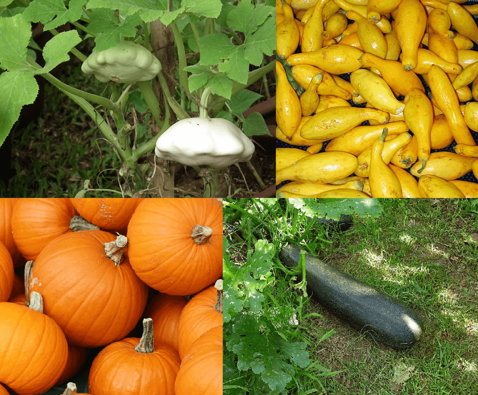 Illustration de Pied de courgette