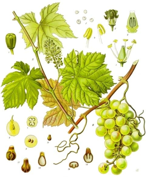 Illustration de Pied de vigne