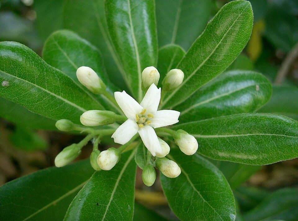 Illustration botanique de le pittosporum