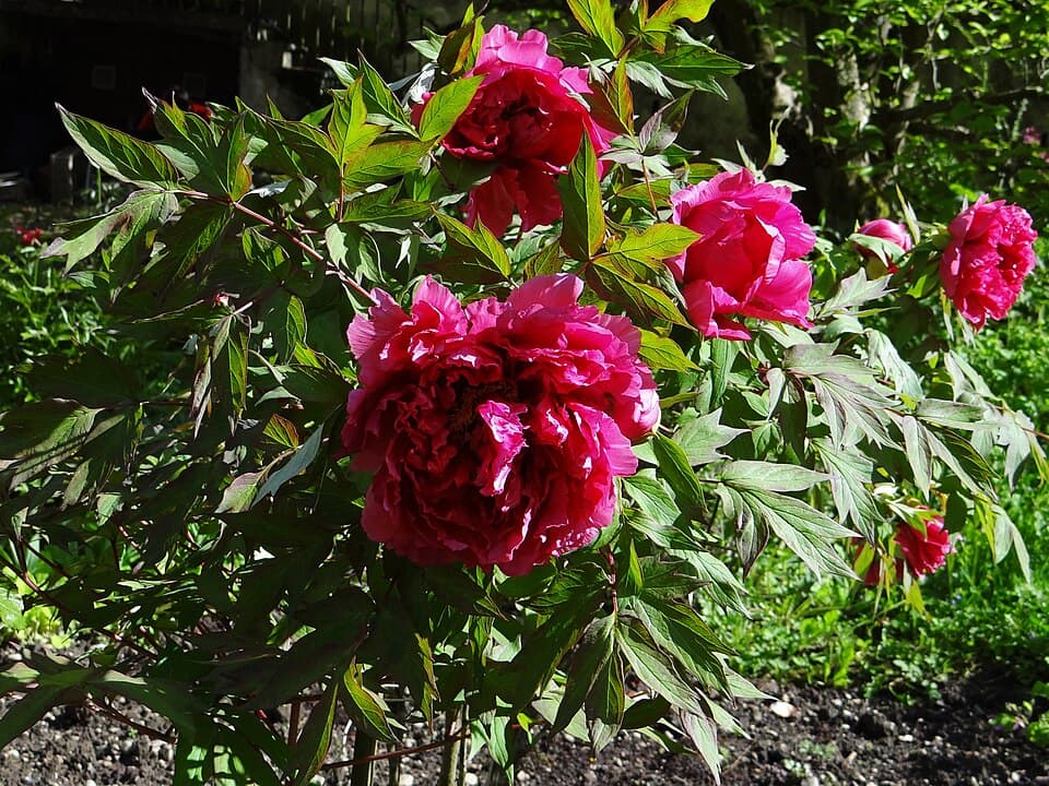 Illustration de Pivoine arbustive