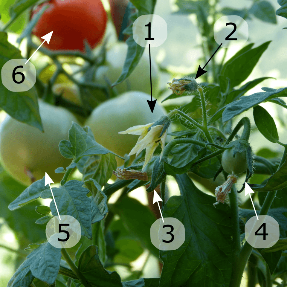 Illustration de Plant de tomate