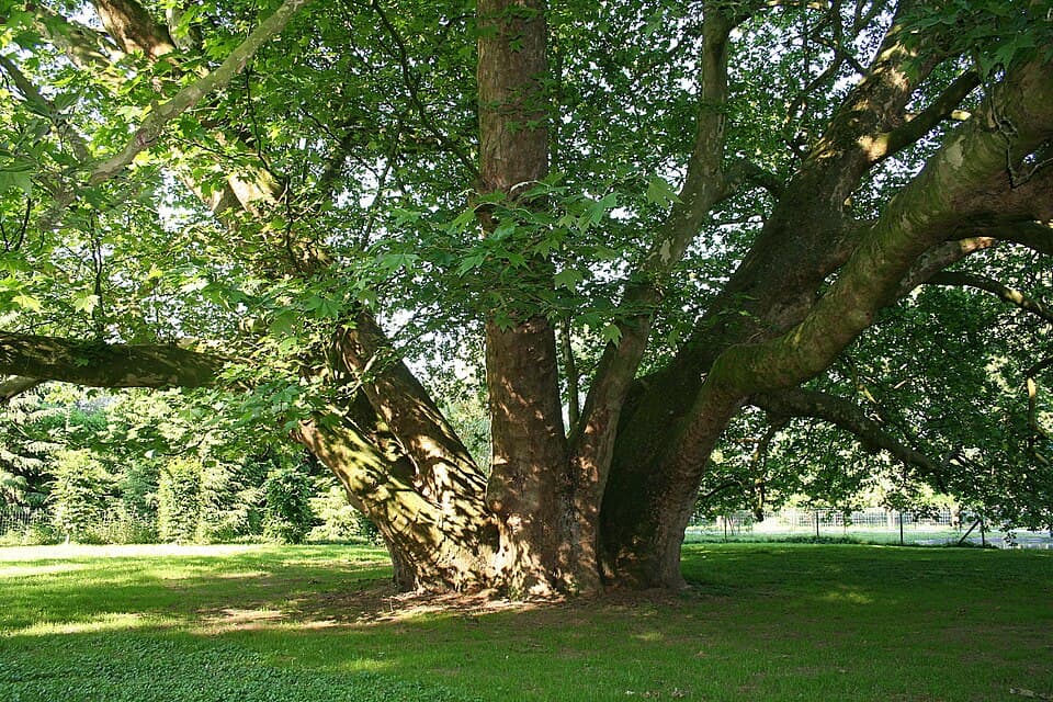 Illustration botanique de le platane