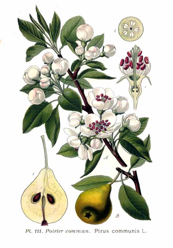Illustration botanique de le poirier