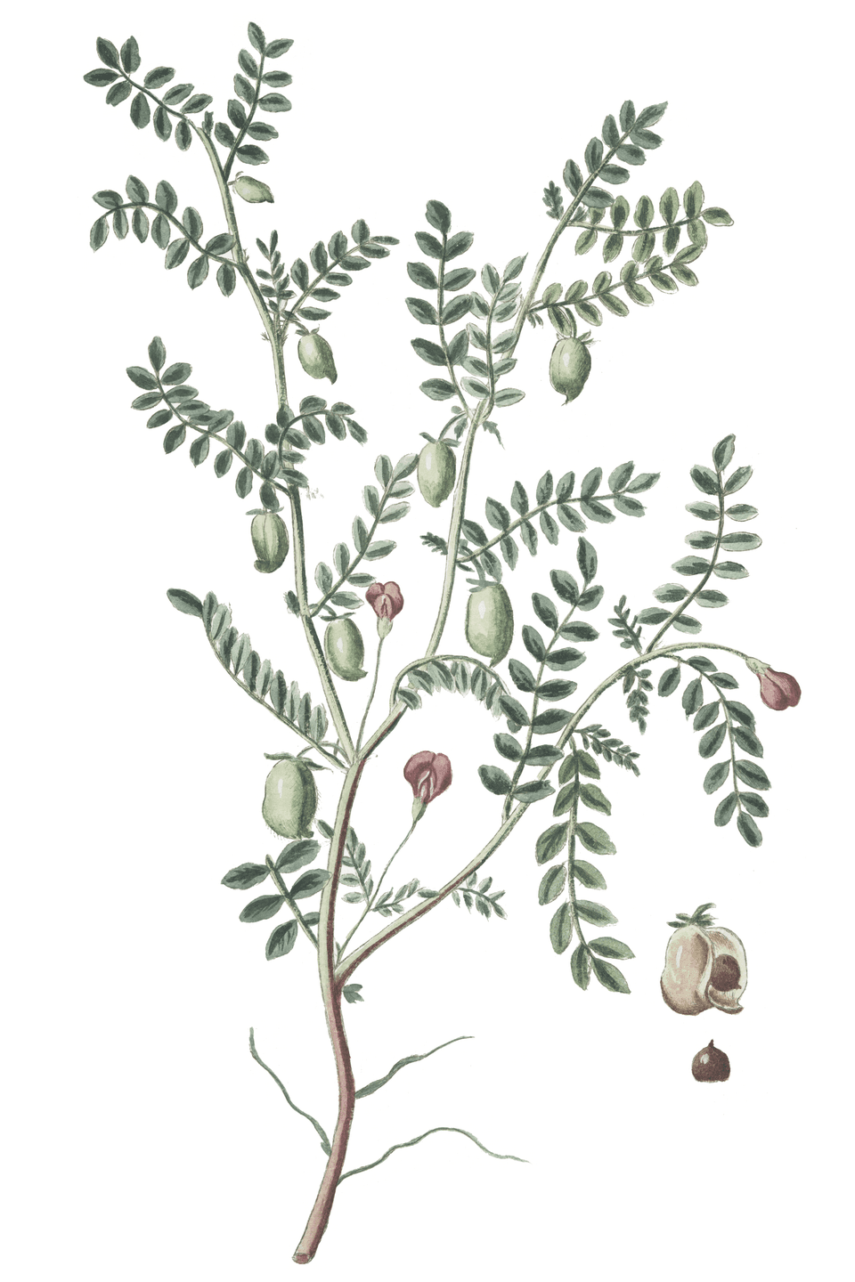 Illustration botanique de le pois chiche