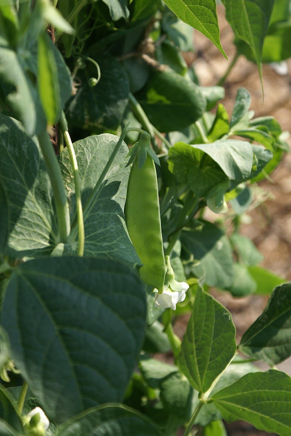 Illustration botanique de le pois gourmand