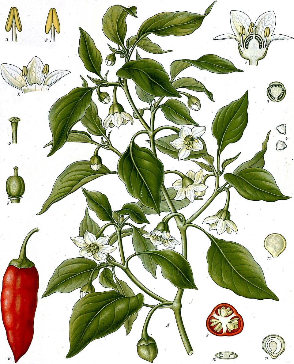 Illustration de Poivron