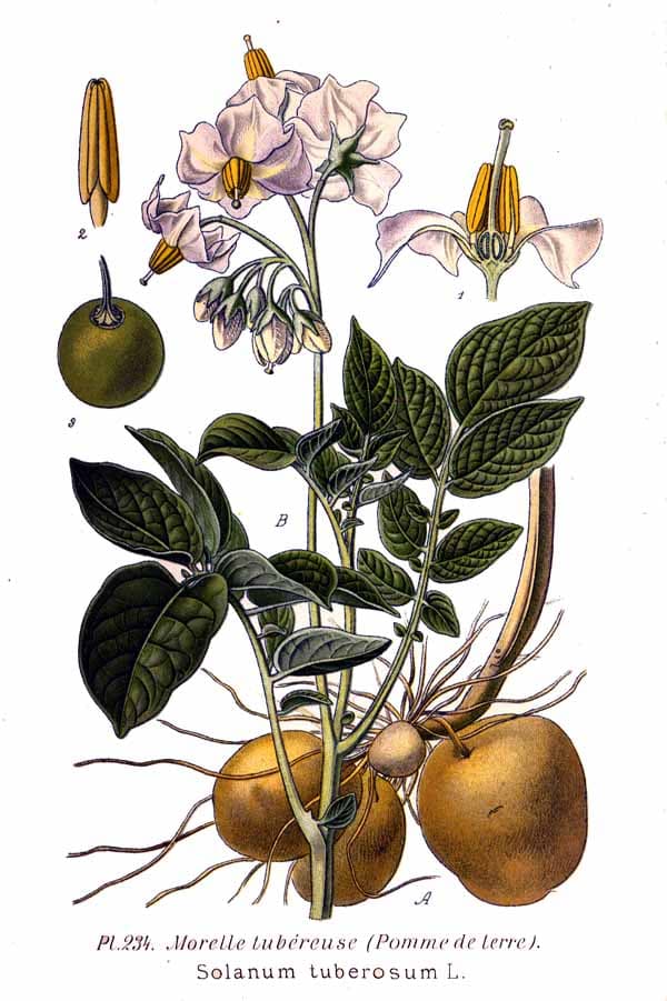 Illustration de Pomme de terre