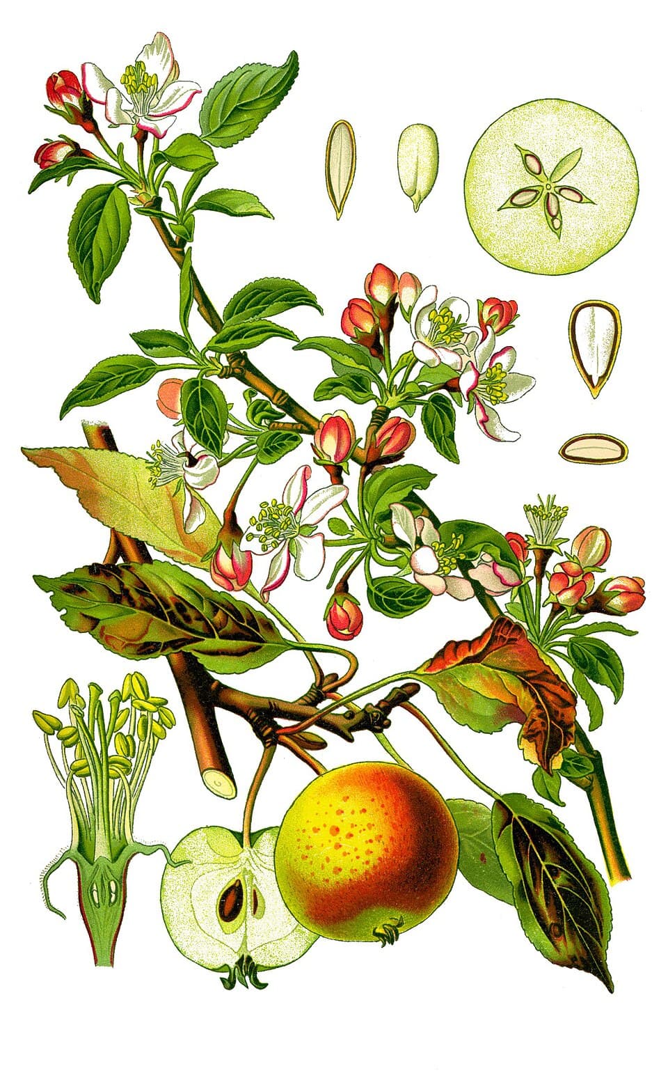 Illustration de Pommier