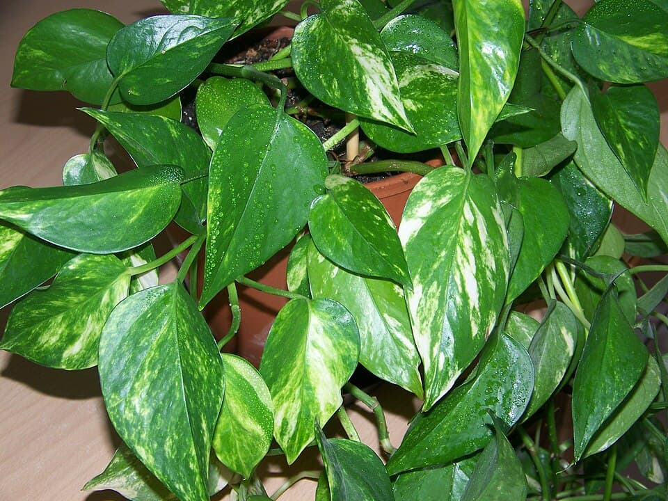 Illustration botanique de le pothos