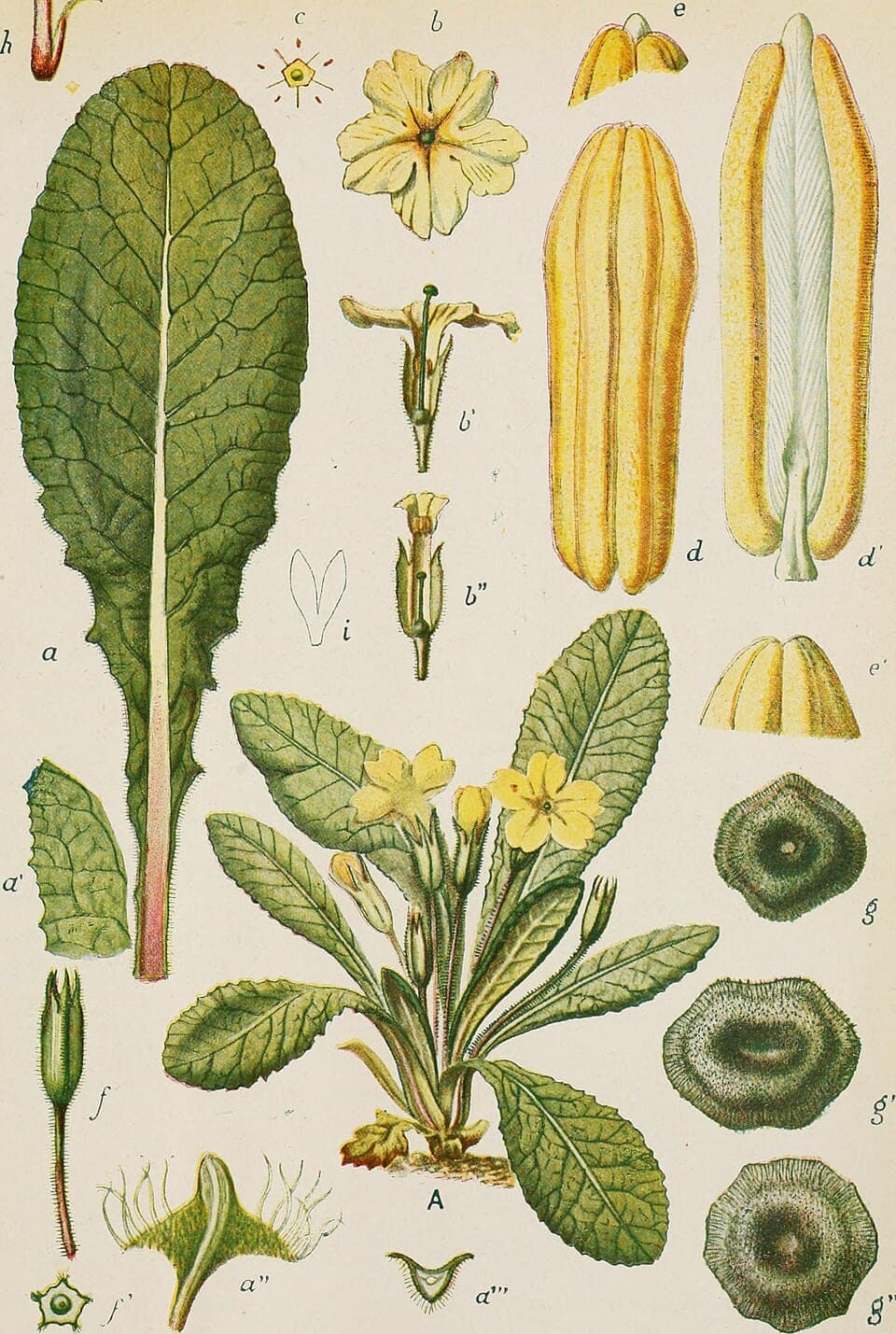 Illustration botanique de la primevère