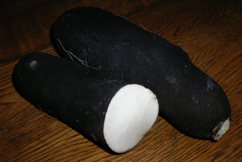 Illustration de Radis noir