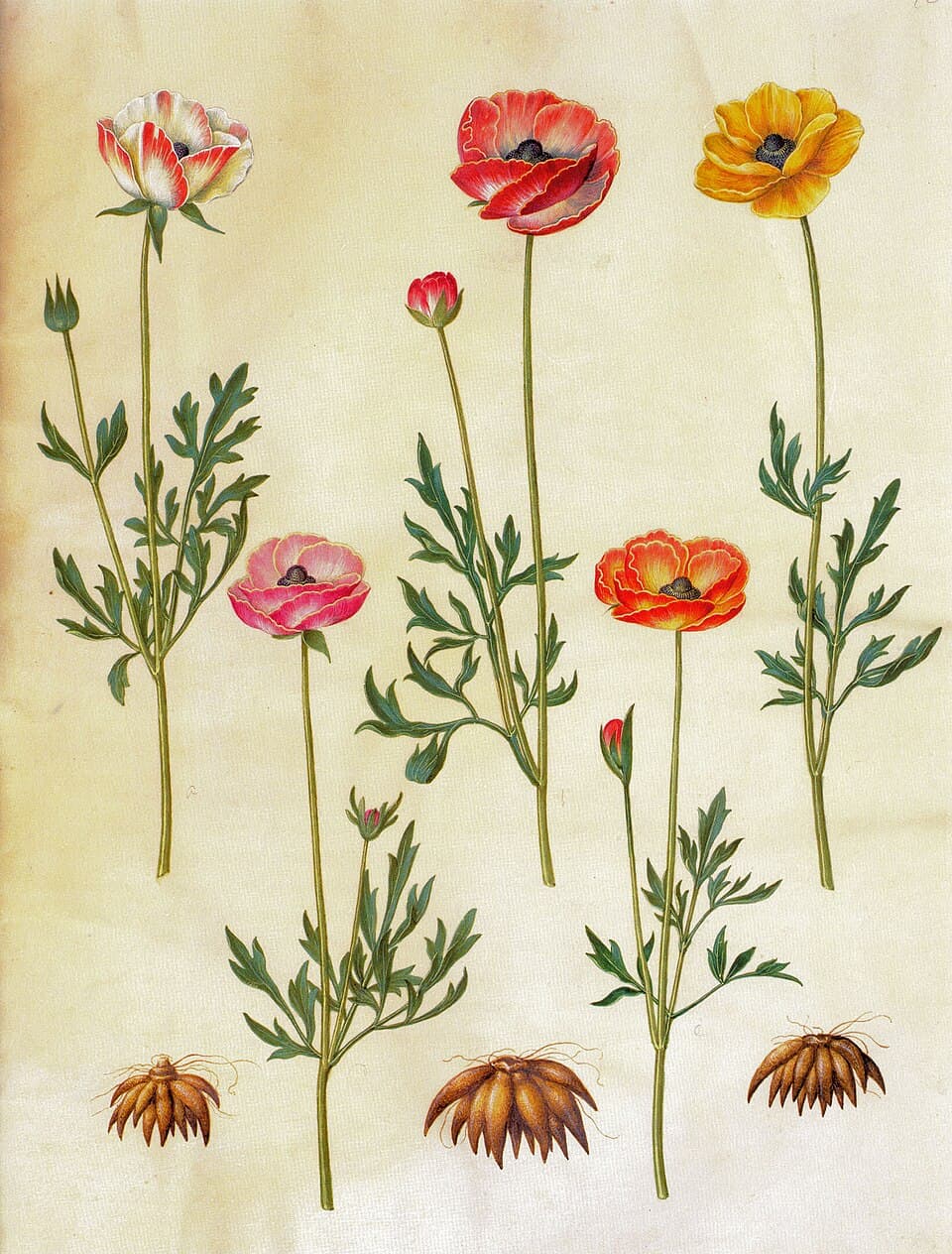 Illustration de Renoncule
