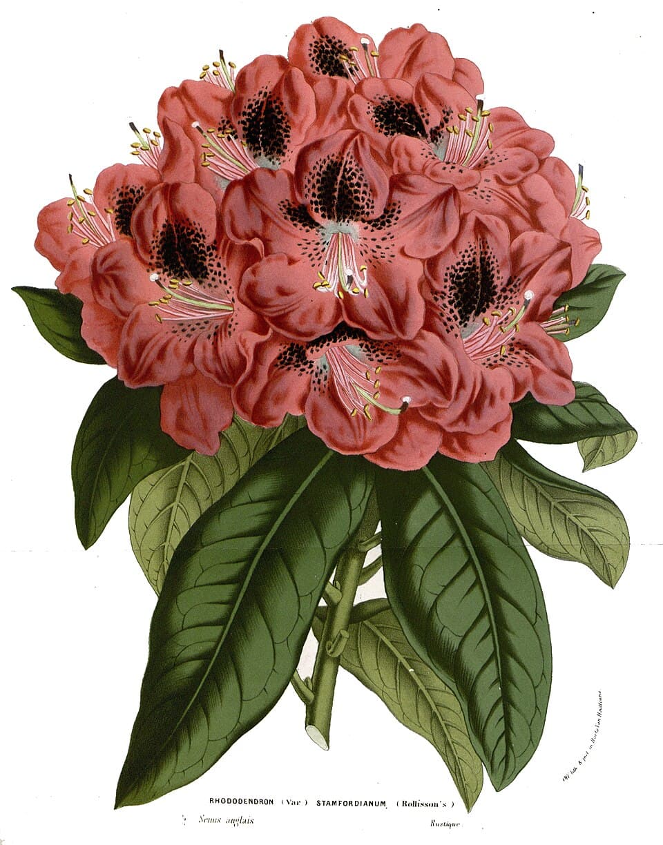 Illustration de Rhododendron