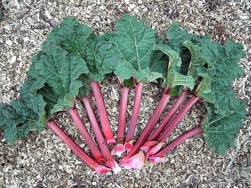 Illustration de Rhubarbe