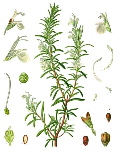 Illustration de Romarin