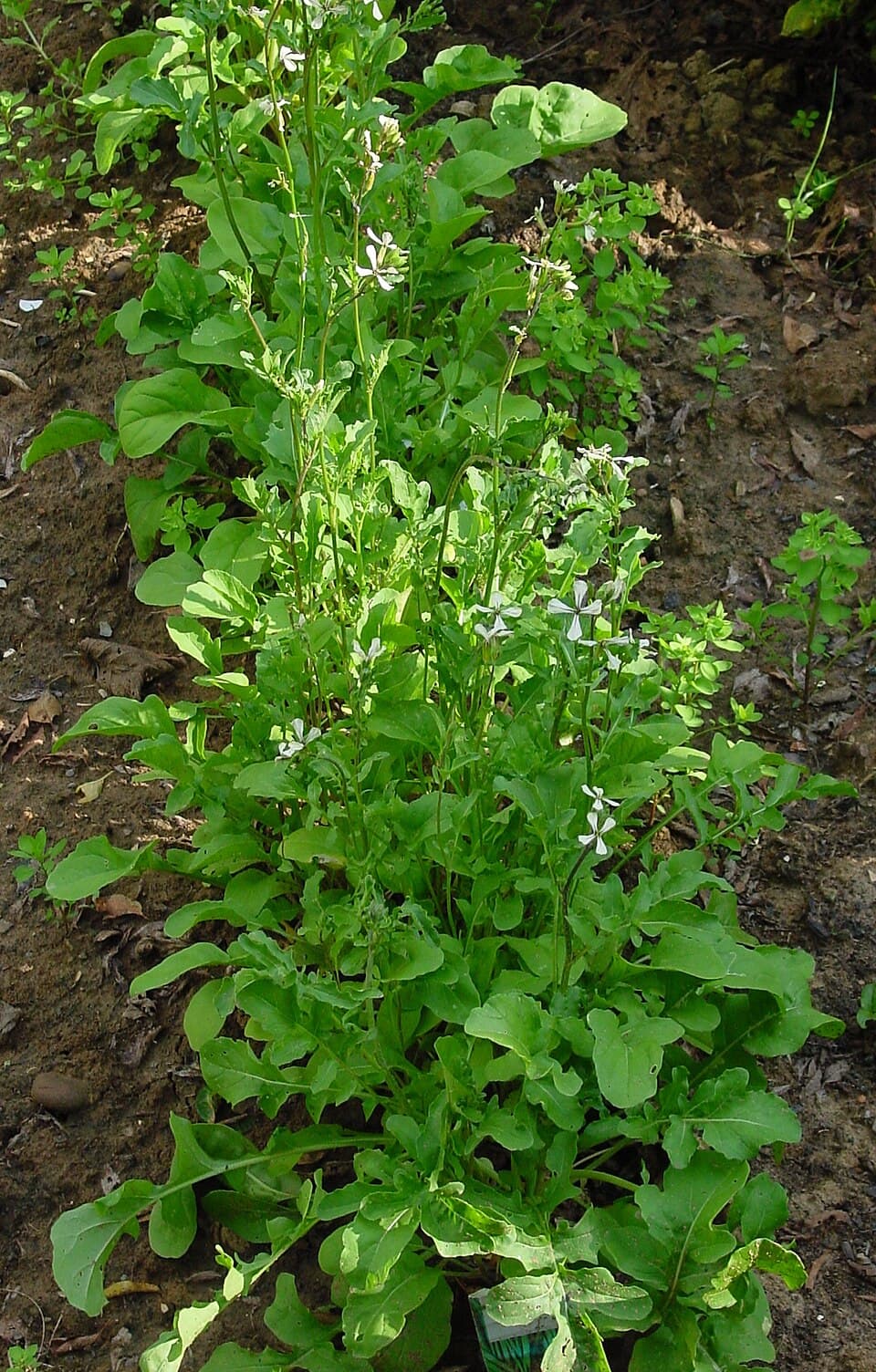 Illustration botanique de la roquette