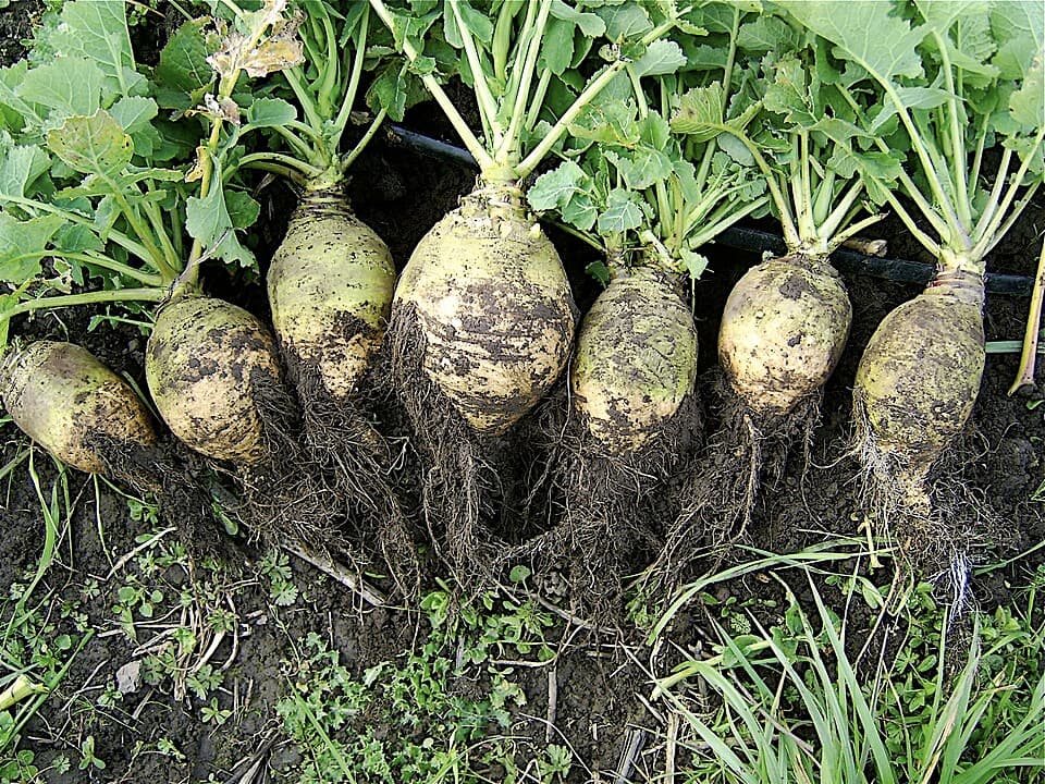 Illustration botanique de le rutabaga