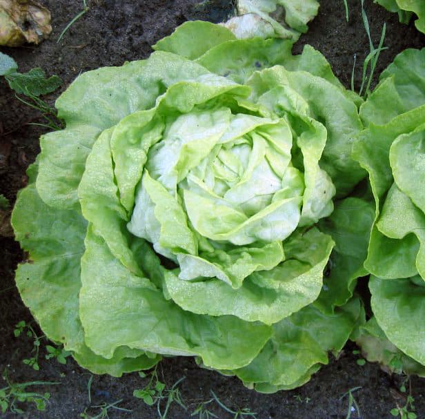 Illustration de Salade en godet