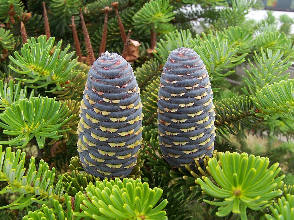Illustration botanique de le sapin