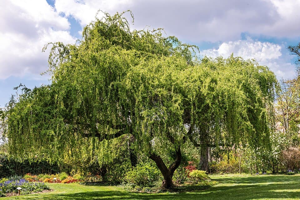 Illustration de Saule pleureur