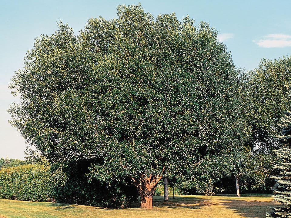 Illustration botanique de le saule