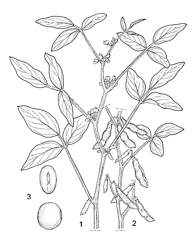 Illustration botanique de le soja
