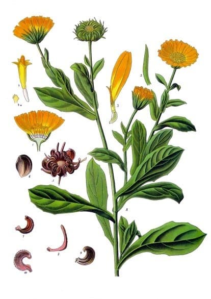 Illustration botanique de le souci