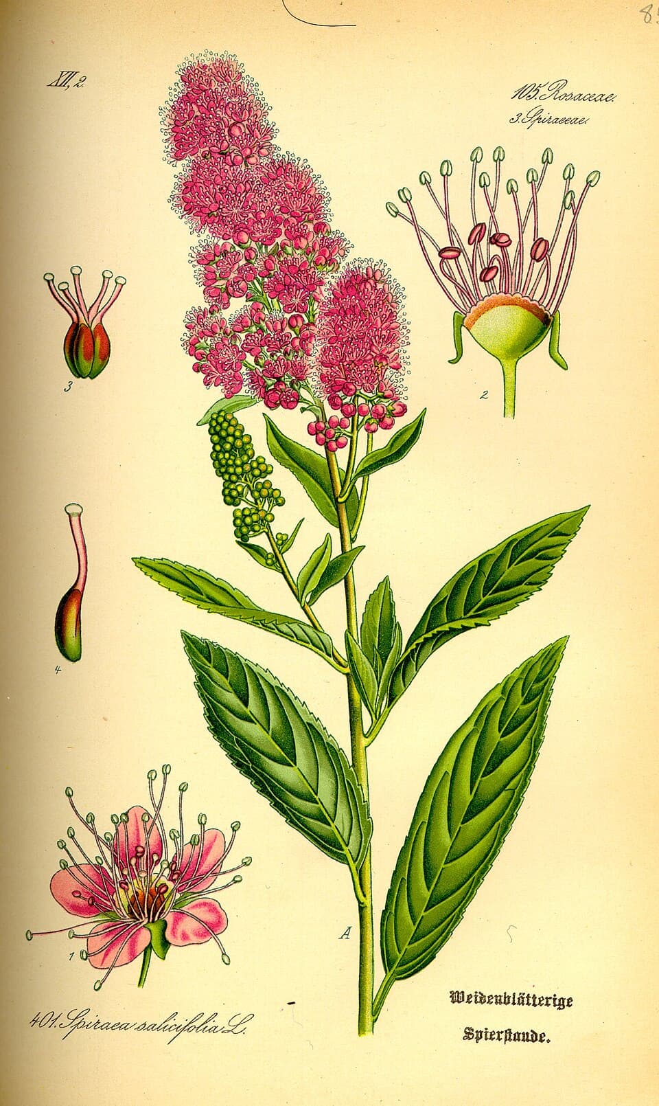 Illustration botanique de la spirée