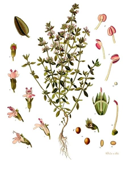 Illustration de Thym