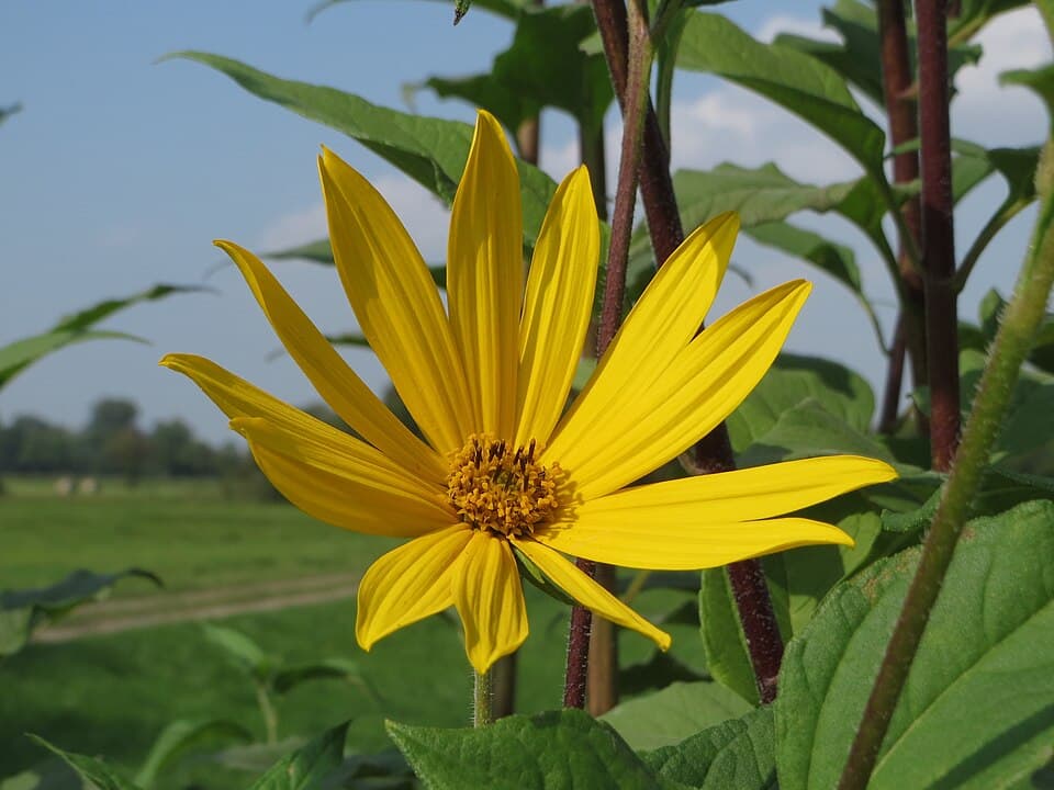 Illustration botanique de le topinambour