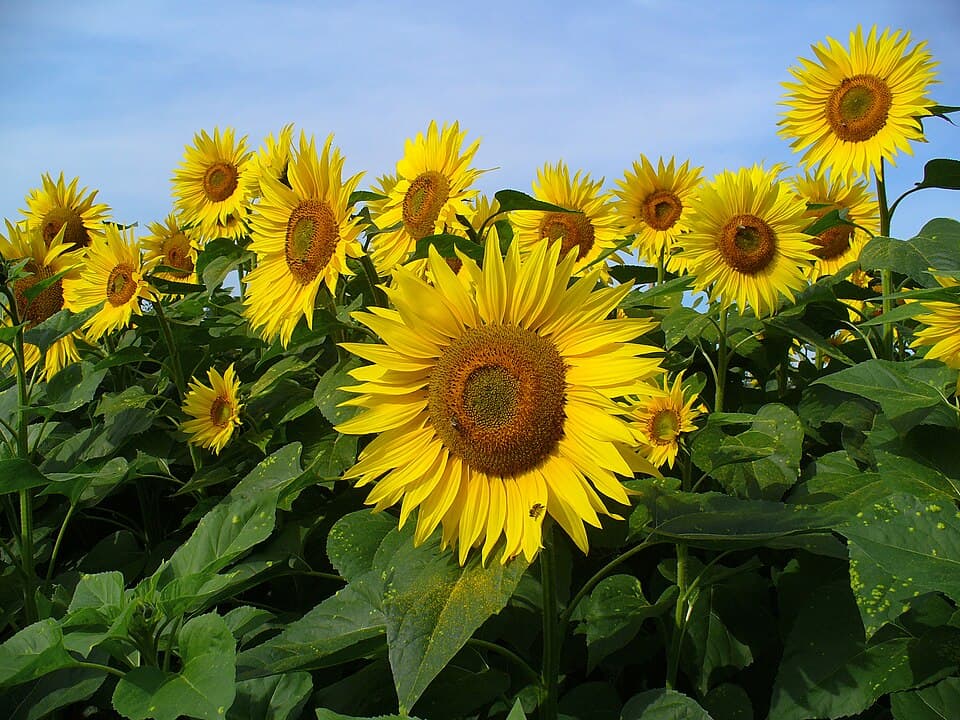 Illustration botanique de le tournesol