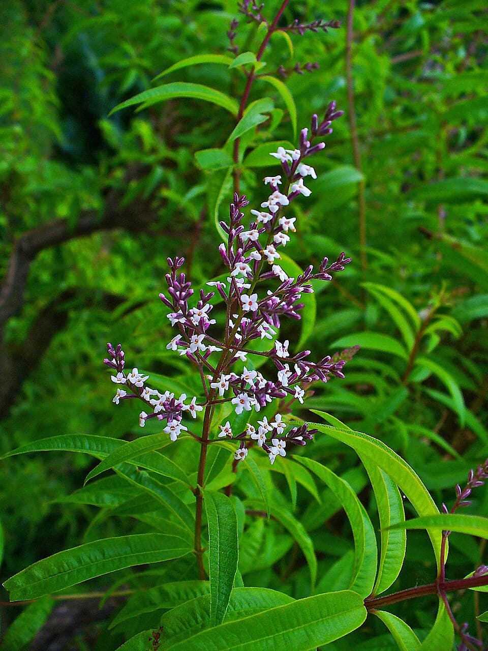 Illustration de Verveine citronnelle