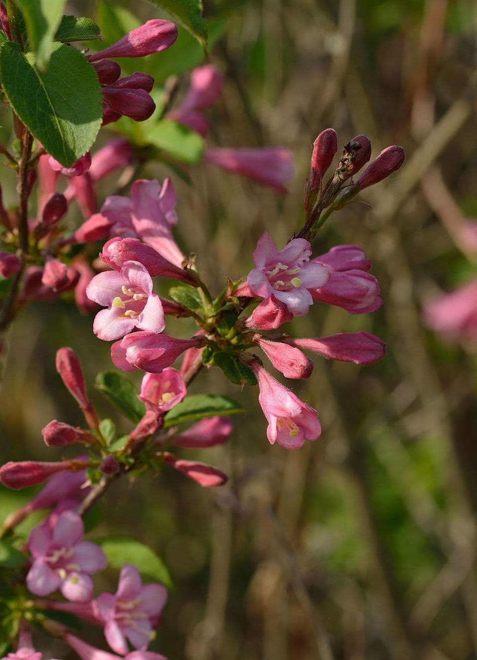 Illustration botanique de le weigelia