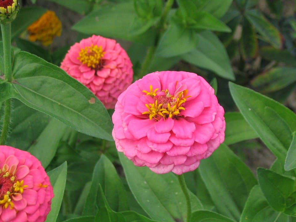 Illustration botanique de le zinnia