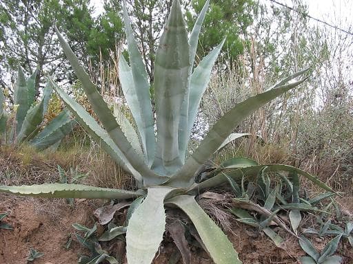 Illustration botanique de l'agave