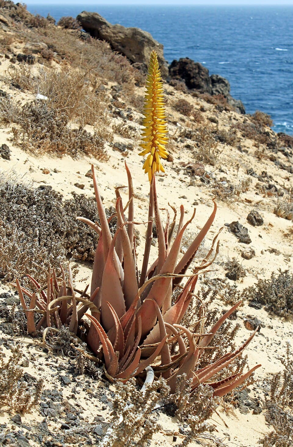 Illustration botanique de l'aloe vera