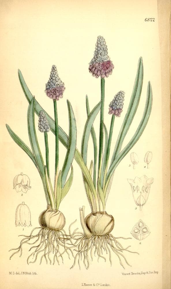 Illustration botanique de le bulbe de muscari
