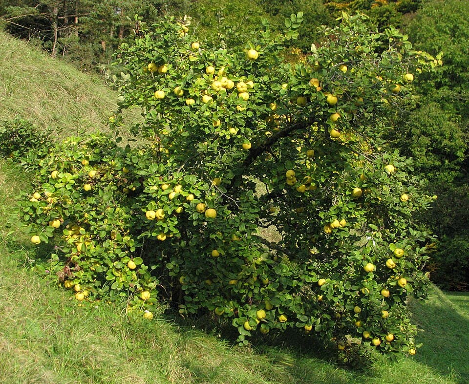 Illustration botanique de le cognassier