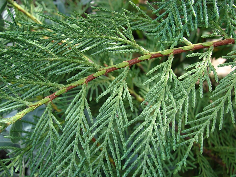 Illustration botanique de le cyprès de leyland